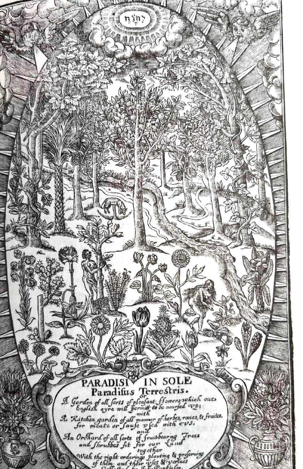 Paradisi