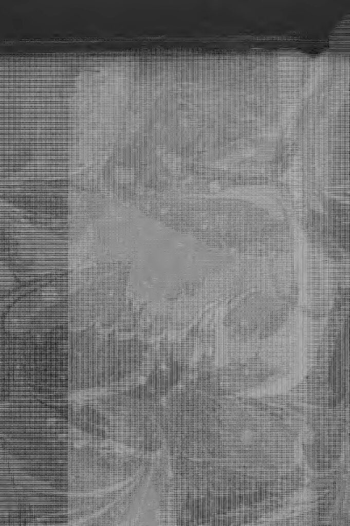 A Curious Herbal Containing Five Hundred Cuts Of The Most Useful Plants E Blackwell 1737 copy 1 compressed pdf